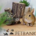 PET BANKڥåȥХ