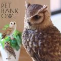 PET BANK OWL ڥå Х 